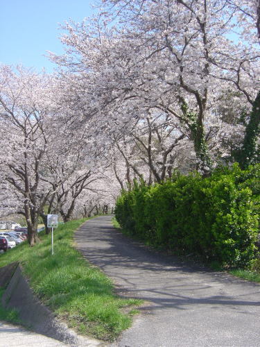 土手に並ぶ桜並木